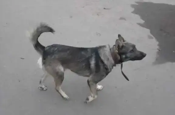 Найдена собака, Ульяновск, фото: Пёс найден: пр. Врача Сурова, 36, Ульяновск