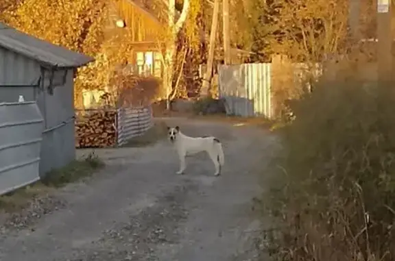 Найдена собака, Свердловская область, фото: Собака найдена: Екатеринбург, Реж, Алапаевск