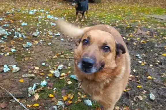 Собаки потеряшки, , фото: Потеряшка собака, Молодёжная ул., Вяткино