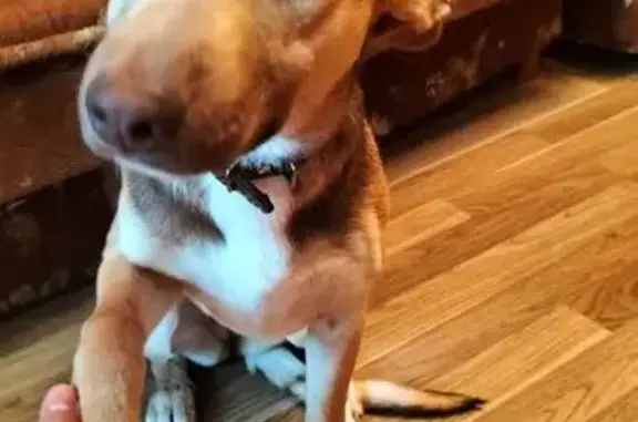 Пропала собака на Болховском шоссе, Орёл