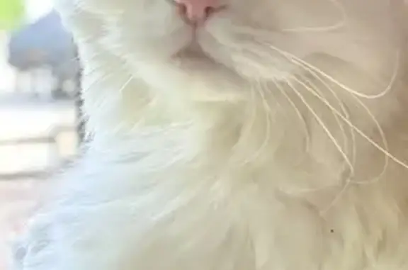 Пропала кошка, Назарьево, МО