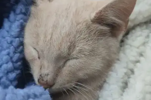 Пропала кошка, Нальчик, Кабардино-Балкария