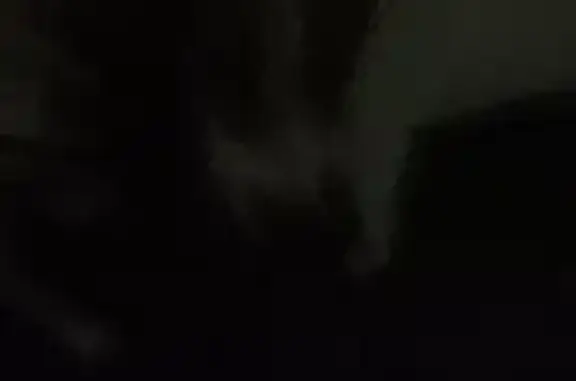 Найдена собака, Краснодарский край, фото: Найдена собака, Краснодар, Краснодарский край