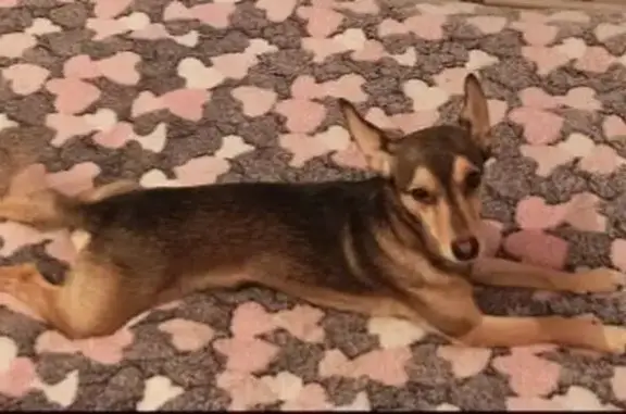 Пропала собака, Краснодарская 7, Красноярск