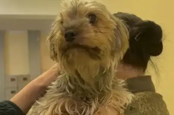 Найдена собака, Щемилово, фото: Серая собака найдена на Орлова, 6