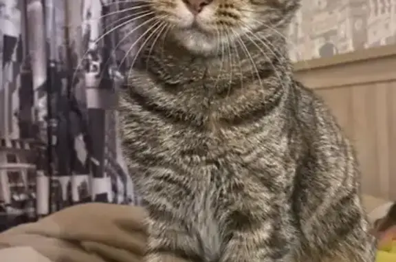 Пропала кошка на ул. Серго, Воронеж