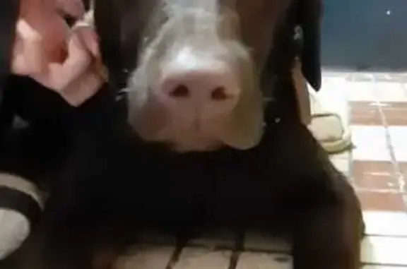 Найдена собака, , фото: Найдена собака, Стёпаново, МО