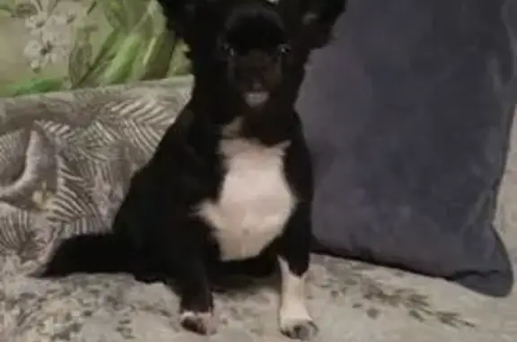 Пропала собака, Среднесадовая 67, Самара