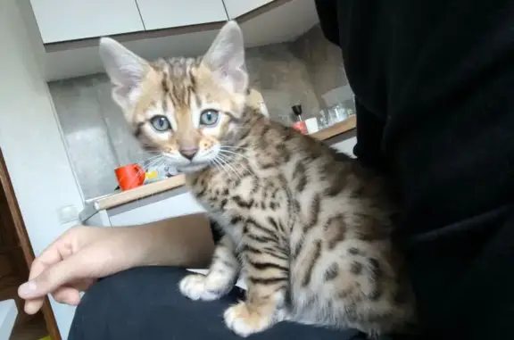 Кошки потеряшки, Тольятти, фото: Потеряшка кошка, ул. Мира, 101, Тольятти