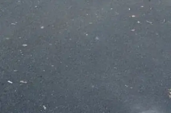 Найдена собака, городской округ Новочеркасск, фото: Собака найдена у пл. Троицкая, Новочеркасск