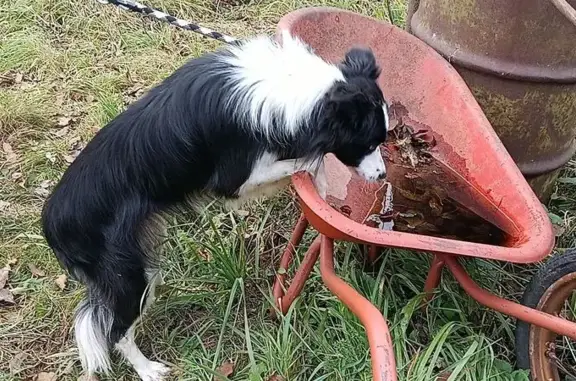 Найдена собака, Владимирская область, фото: Собака найдена в Карабаново, Владимирская обл.