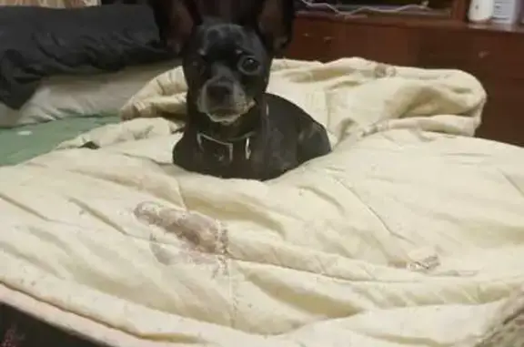 Собаки потеряшки, Балашиха, фото: Потеряшка собака на ул. Твардовского, Балашиха