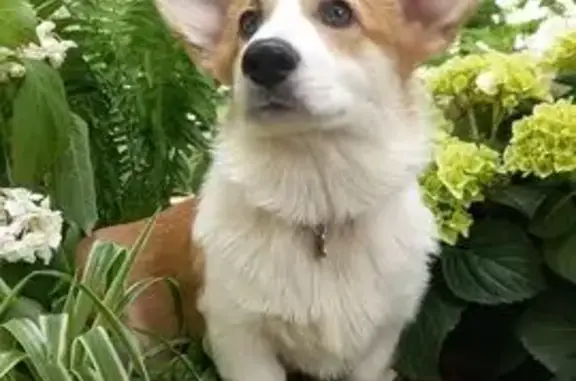 Пропала собака в Москве, 19.10.2025