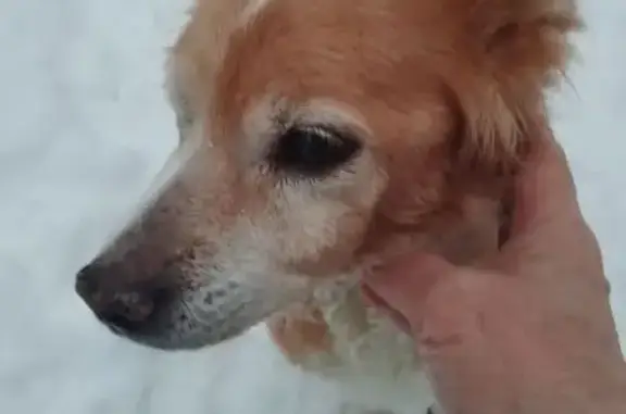 Пропала собака, ул. Дзержинского, Нижневартовск