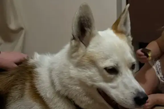 Светлая собака найдена: Первомайская, Москва