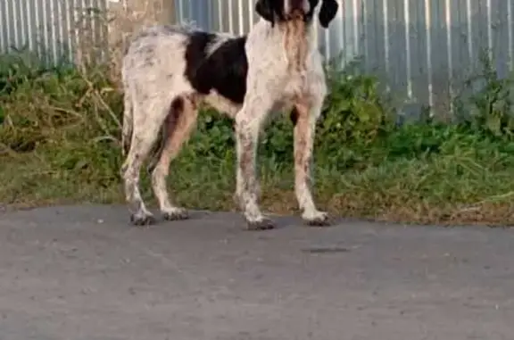 Найдена собака, Татарская Каргала, фото: Собака найдена: 6-я ул., Татарская Каргала