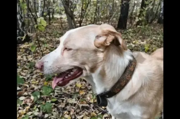 Собаки потеряшки, Барнаул, фото: Потеряшка собака, ул. Сов. Армии, 44, Барнаул