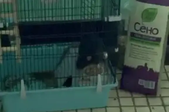 Крыса в клетке на лестнице, От...