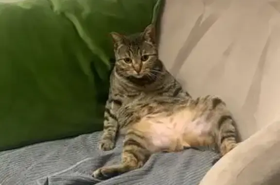 Кошки потеряшки, Чебоксары, фото: Потеряшка кот, ул. Калинина 25, Чебоксары