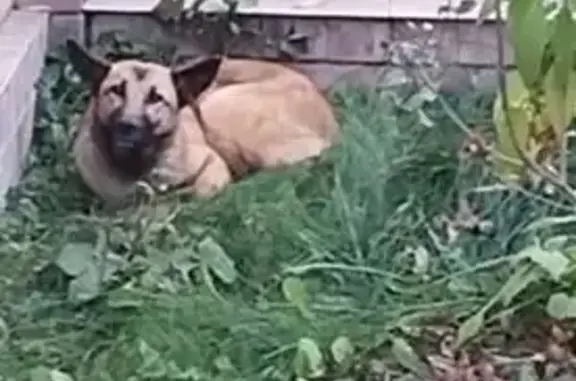 Найдена собака, , фото: Светло-рыжая собака найдена в Устакасах