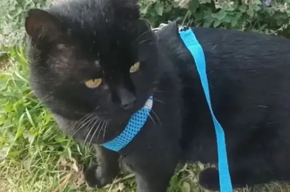 Пропала черная кошка в КП Олвиль, МО