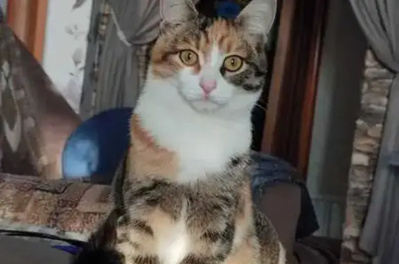 Пропала кошка, Красноармейская ул., Бобровский