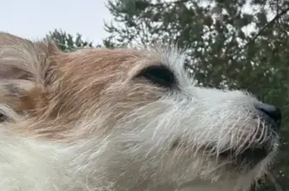 Найдена собака, Дзержинск, фото: Собака найдена: Решетихинское шоссе