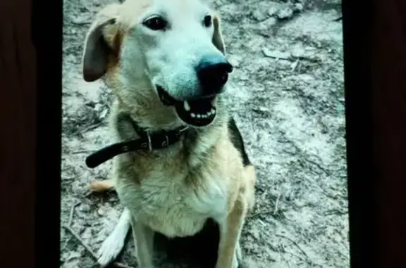 Пропала триколор собака, Йошкар-Ола, Р-176