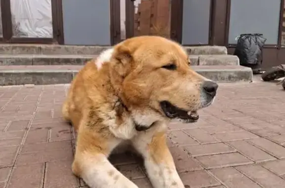 Найдена собака, Электросталь, фото: Найден алабай, Комсомольская 1, Электросталь