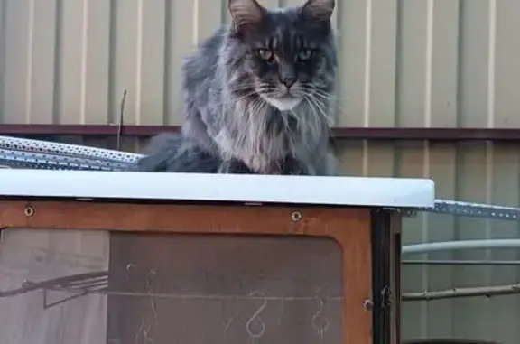 Найдена кошка, Дальний переулок, 21