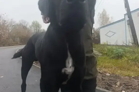 Найдена собака, , фото: Найдена собака, 2-я Новошоссейная, Старково