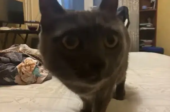 Кошка найдена: Кулакова 25к1, Строгино