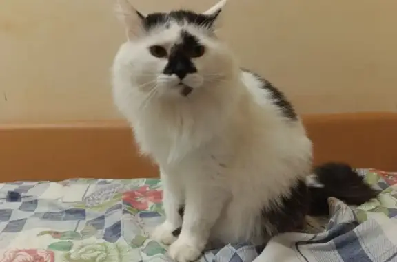 Пропала кошка на Кирова, 7А, Владимир