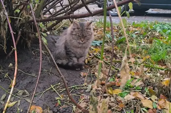 Кошка найдена у ПВЗ Яндекса, Кауля 13к3