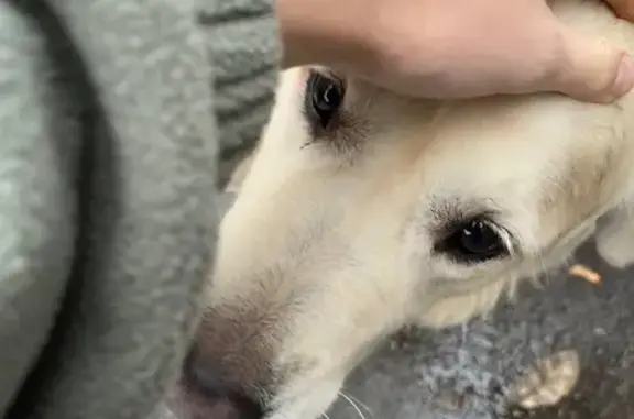 Золотистый лабрадор найден на Краснобогатырской, 6