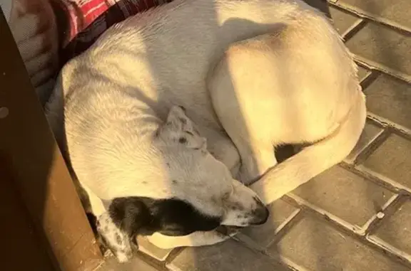 Собака найдена: Батурина, 95, Симферополь