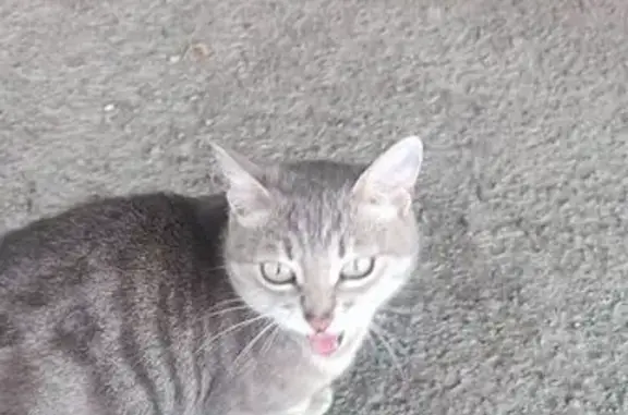 Пропала кошка, Кыштымская ул., 12, Челябинск