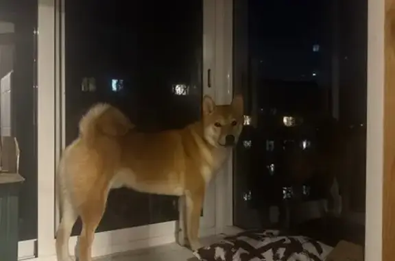 Собаки потеряшки, Екатеринбург, фото: Потеряшка собака, Варшавская 36, Екатеринбург