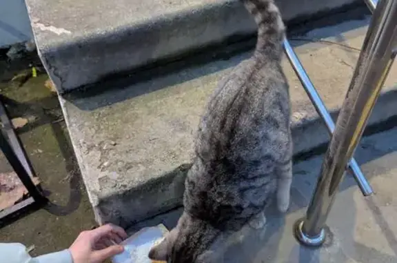 Кошка у Дикси, ул. Павлова 26, Заборье