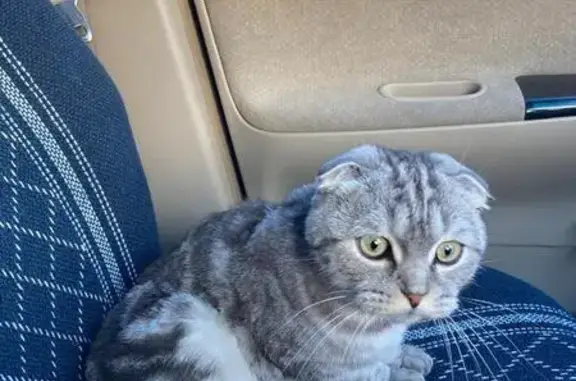 Найдена кошка, Рубцовск, фото: Кошка найдена: Пролетарская 253, Рубцовск