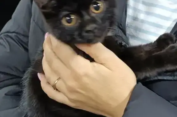 Найдена кошка, Чита, фото: Пропал кот, Чита, Забайкальский край