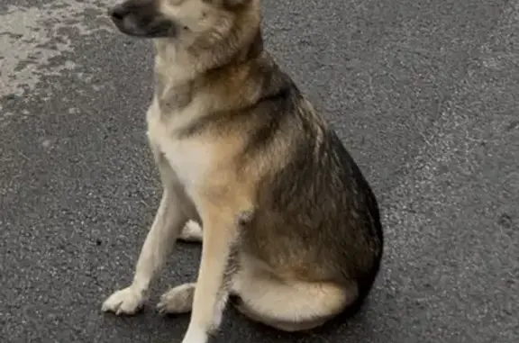 Найдена собака, Осиново, фото: Найдена собака, Спортивная ул. 8, Осиново