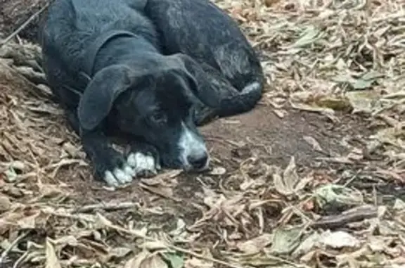 Сбита собака, нужна помощь, ул. Хохрякова