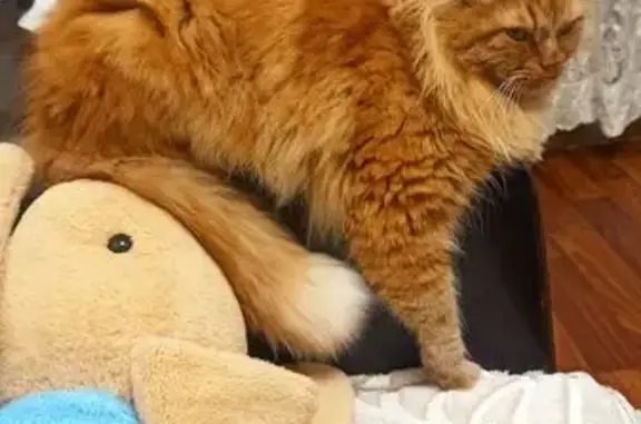 Кошки потеряшки, Орехово-Зуево, фото: Потеряшка кошка, Парковская ул., Орехово-Зуево