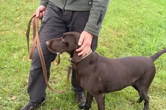 Собака найдена на ФМР, Краснодар