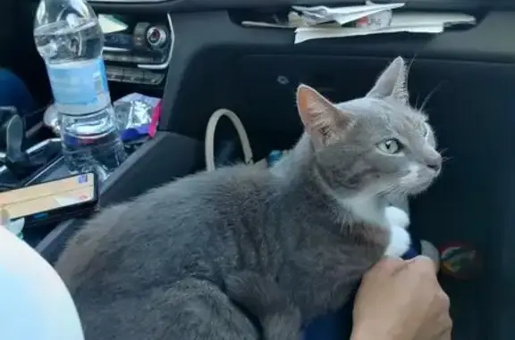 Пропала кошка, ул. Дыбенко, 18 к1