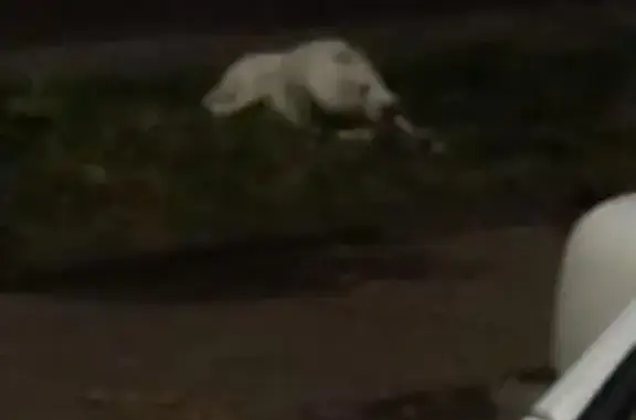Найдена собака, Казань, фото: Собака найдена: ул. Восстания, Казань