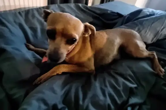 Собака найдена: ул. Мира, Сочи