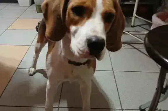 Бигль найден на Орбитальной 44, Ростов-на-Дону