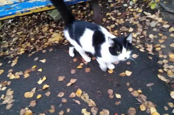 Найдена кошка, Иваново, фото: Найдена кошка, Иваново, ул. 3-Чайковского